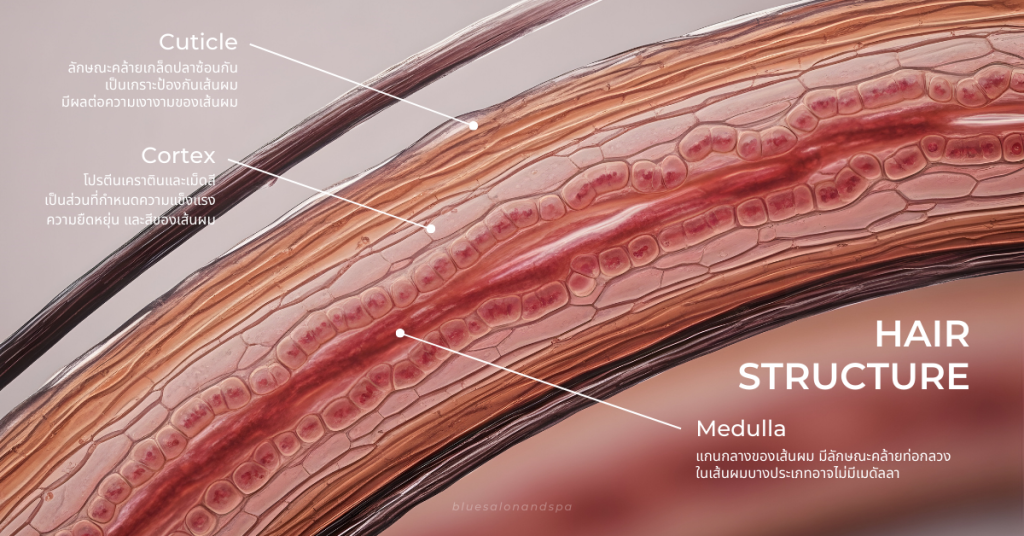Illustration of a human hair strand showing three main layers. The outer layer, Cuticle, has overlapping scale-like cells that protect the hair and influence shine. The middle layer, Cortex, contains keratin proteins and pigments, giving the hair strength, elasticity, and color. The innermost core, Medulla, is a tube-like structure that may be absent in fine hair types.